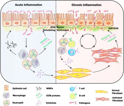 Mechanosensory feedback loops during chronic inflammation